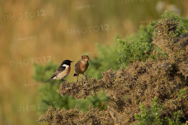 European stonechat (Saxicola rubicola) juvenile bird feeding on a moth being watched by a male bird, England, United Kingdom