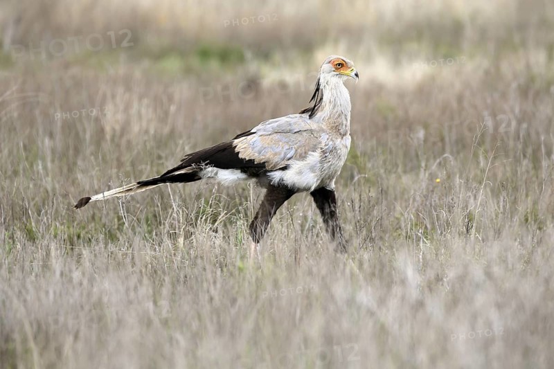 Secretary (Sagittarius serpentarius), adult, running, foraging, alert, Mountain Zebra National Park, Eastern Cape, South Africa