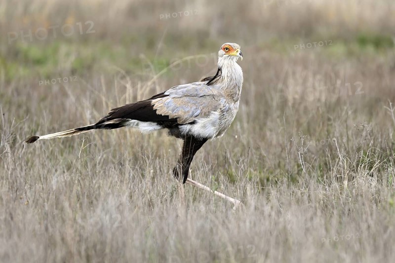 Secretary (Sagittarius serpentarius), adult, running, foraging, alert, Mountain Zebra National Park, Eastern Cape, South Africa