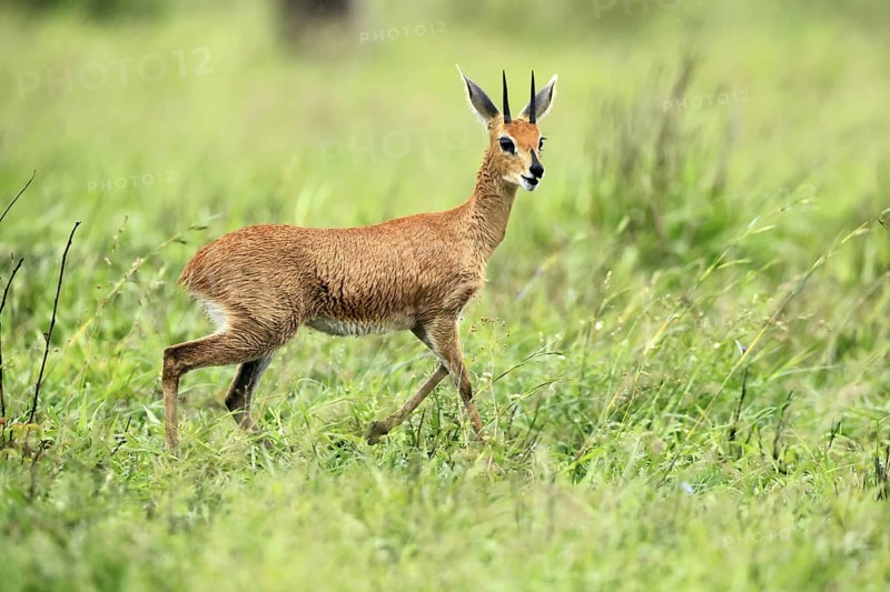 Steenbok (Raphicerus campestris), adult, male, foraging, vigilant, dwarf antelope, Kruger, Kruger National Park, South Africa