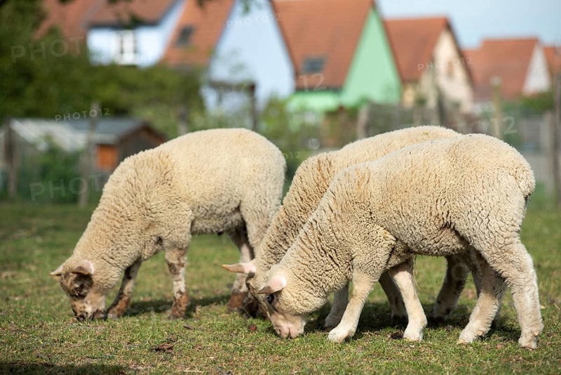 Four sheep stand together on a large meadow. On the achtergrond zijn verschillende kleurrijke huizen zichtbaar. Het is een heldere dag met een blauwe lucht
