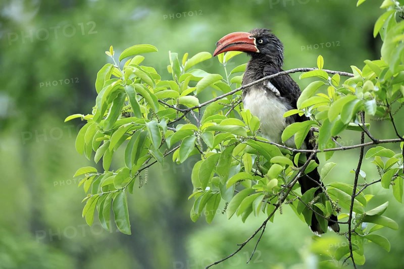 South African crowned hornbill (Lophoceros alboterminatus suahelicus), adult, on tree, alert, Kruger, Kruger National Park, South Africa