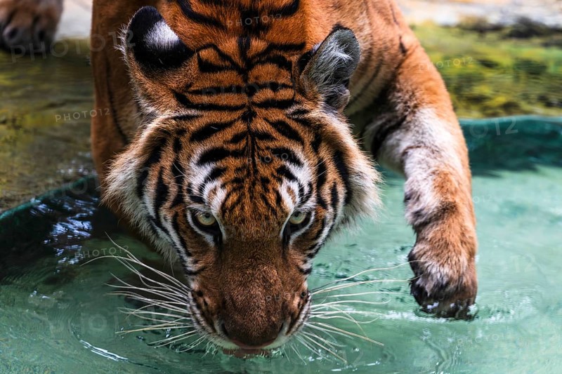 Tiger (Panthera tigris) Pattaya Thailand
