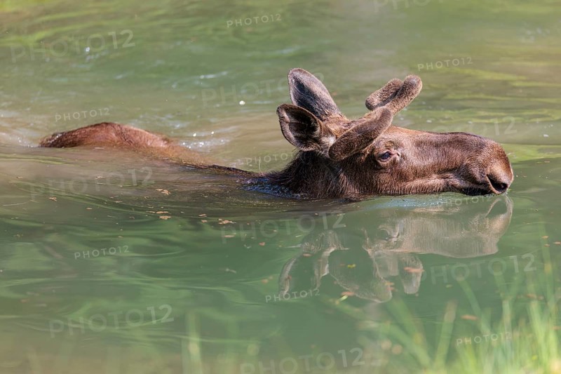 An aggressive bull moose (Alces alces) swims in a stream on a sunny day