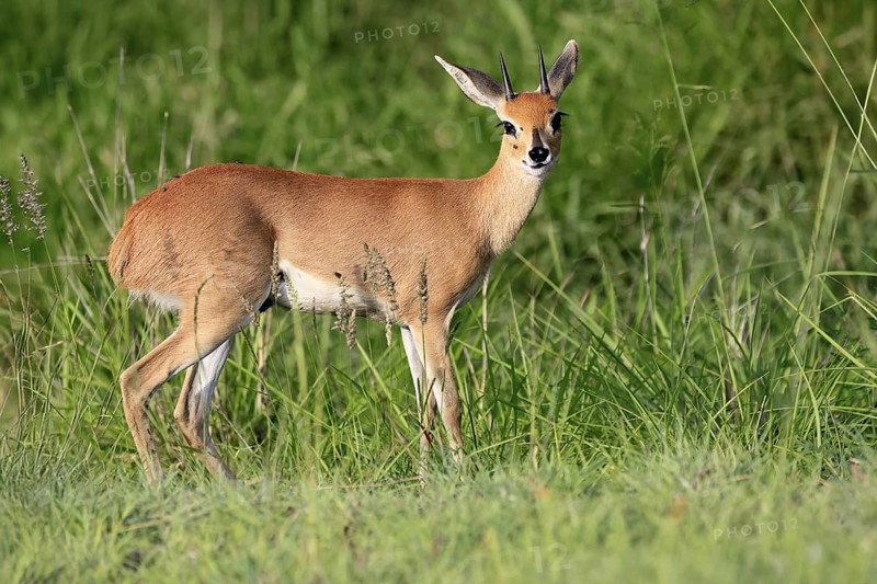 Steenbok (Raphicerus campestris), adult, male, foraging, vigilant, dwarf antelope, Kruger, Kruger National Park, South Africa