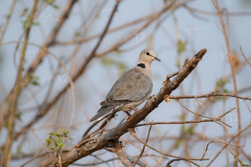 Cinereous Pigeon (Streptopelia capicola) sitting on a branch, Okavango Delta, Moremi Game Reserve, Botswana
