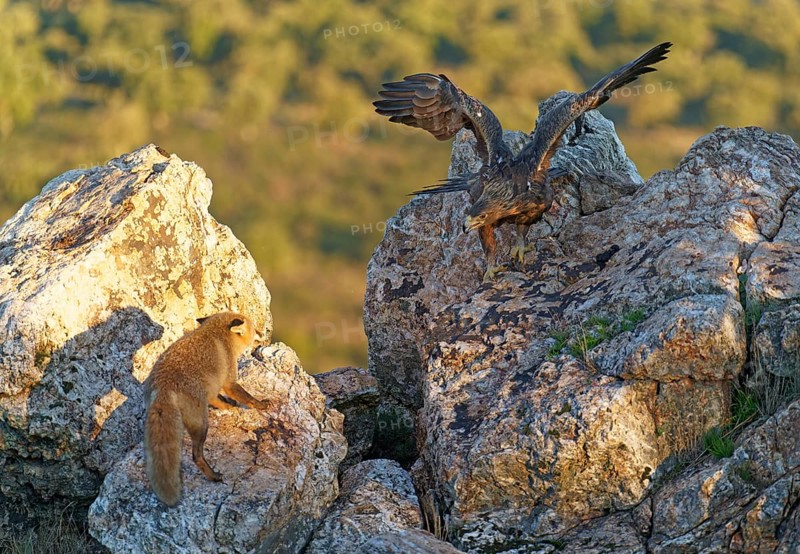 Golden eagle (Aquila chrysaetos) chases away a red fox fighting for food in the early morning light, Extremadura, Spain