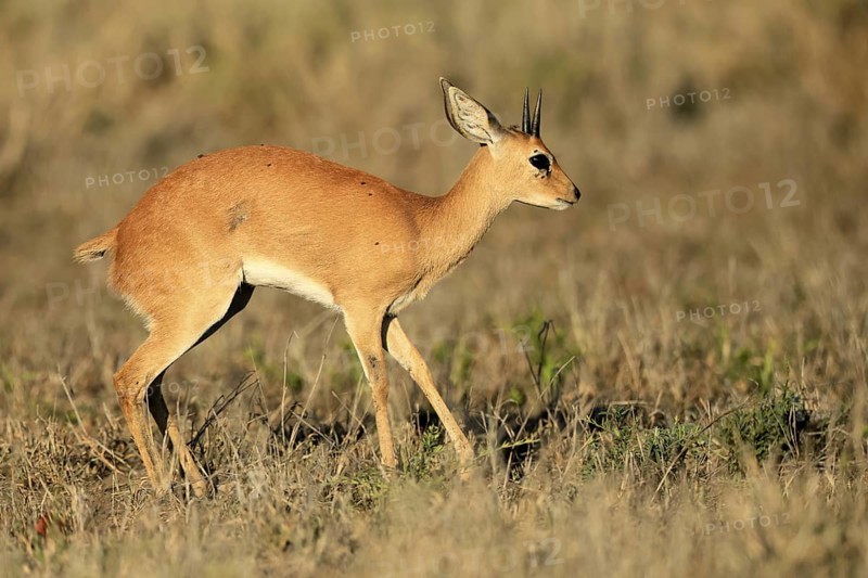 Steenbok (Raphicerus campestris), adult, male, foraging, vigilant, dwarf antelope, Kruger, Kruger National Park, South Africa