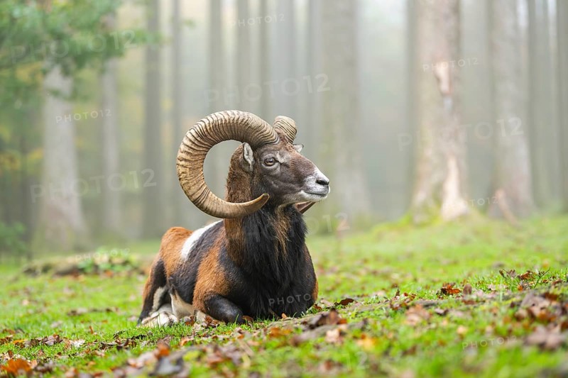 European mouflon (Ovis aries musimon) ram (male) lying in a forest in autumn, Bavaria, Germany