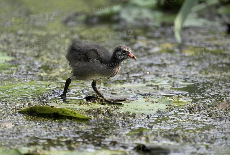 Green-footed moorhen (Gallinula chloropus), chick running over water plants, Lower Rhine, North Rhine-Westphalia, Germany