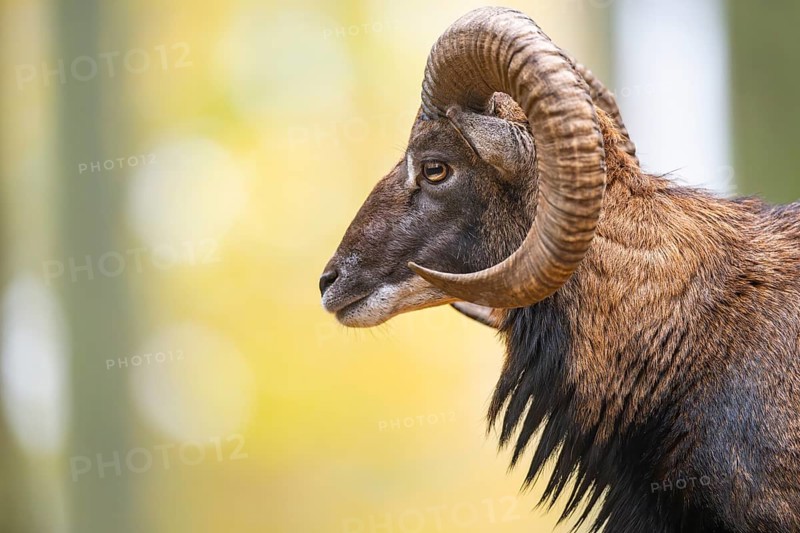 European mouflon (Ovis aries musimon) ram (male) standing in a forest in autumn, portrait, Bavaria, Germany