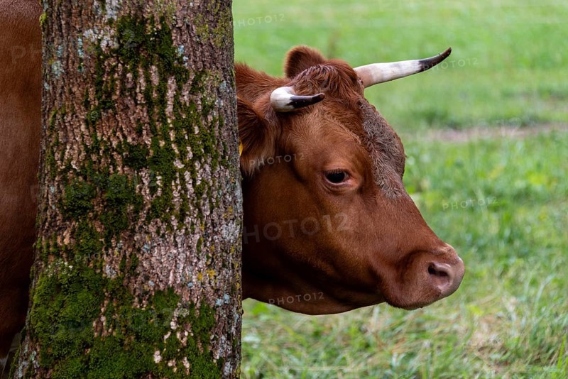 Brown cow leaning against a tree covered with moss, Zgornje Jezersko, Gorenjska, Slovenia