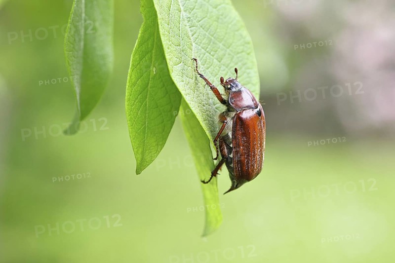 May beetle, wood cockchafer (Melolontha hippocastani), female, on leaf of a willow (Salix caprea), close-up, Wilnsdorf, North Rhine-Westphalia, Germany