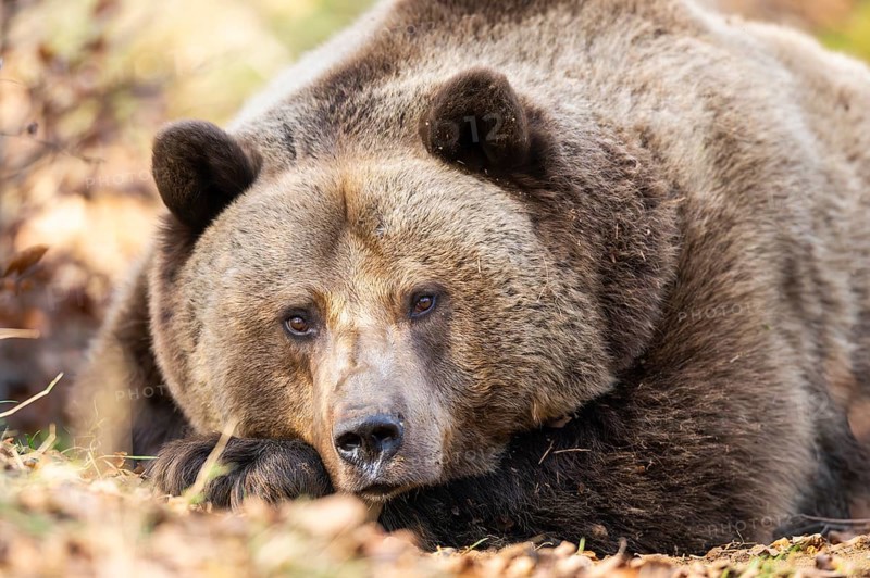 Eurasian Brown Bear (Ursus arctos arctos) lying in a forest, portrait, Bavaria, Germany