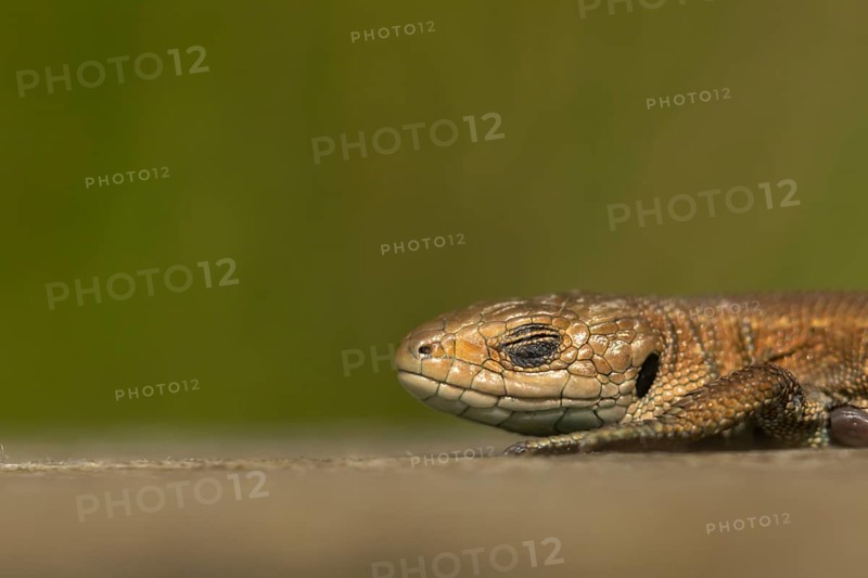 Common lizard (Zootoca vivipara) adult reptile sleeping on a wooden sleeper, England, United Kingdom