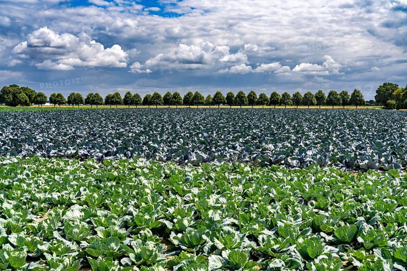 Agriculture, fields, cabbage cultivation, red cabbage and white cabbage, near Kempen on the Lower Rhine, North Rhine-Westphalia, Germany