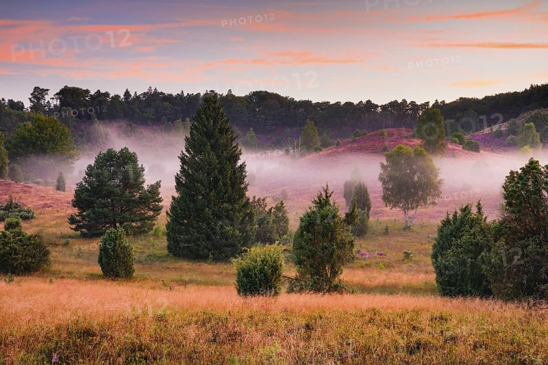 Juniper trees and flowering heath at Totengrund in Lüneburg Heath nature park Park, Lower Saxony, Germany