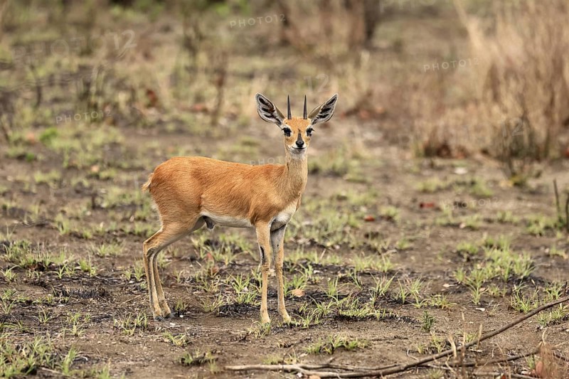 Steenbok (Raphicerus campestris), adult, male, foraging, vigilant, dwarf antelope, Kruger, Kruger National Park, South Africa