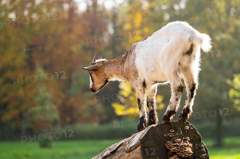 Domestic goat (Capra hircus) standing on a wood in autumn, Bavaria, Germany