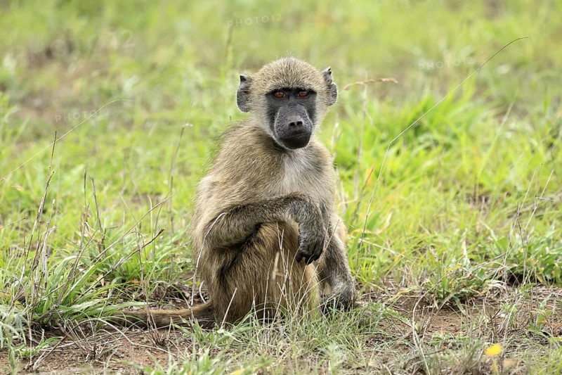 Bear baboon, Chakma baboon (Papio ursinus), adult, on ground, sitting, alert, Kruger, Kruger National Park, South Africa