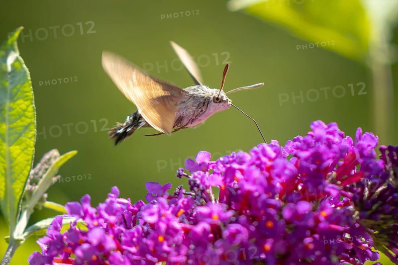 Dove tail (Macroglossum stellatarum) hovering over purple flowers of the summer lilac (Buddleja davidii), Ternitz, Lower Austria, Austria