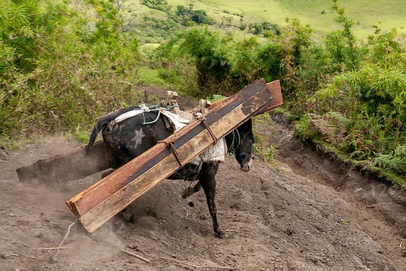 Draft mule, Mule carrying planks down a mountain, Imbabura province, Ecuador, South America
