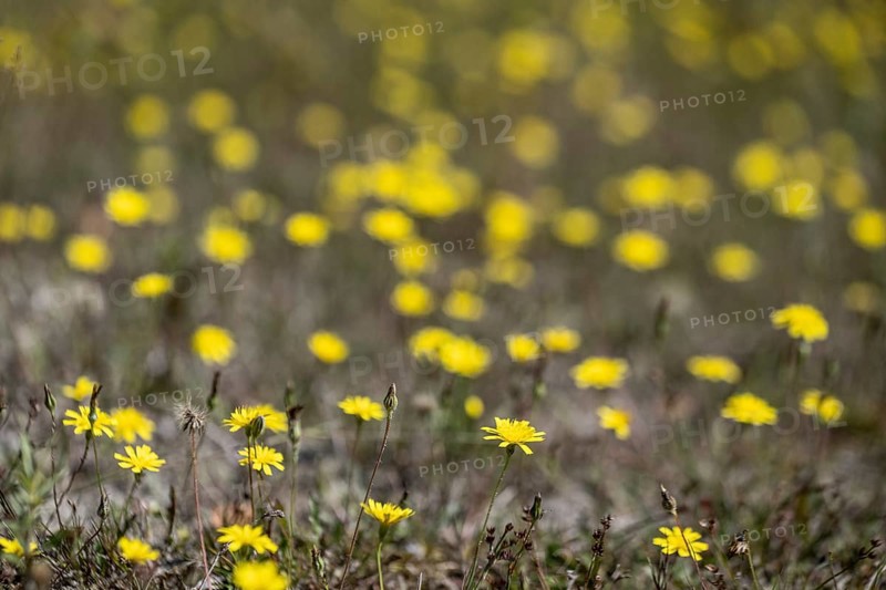 Hawkweed (Hieracium), Emsland, Lower Saxony, Germany