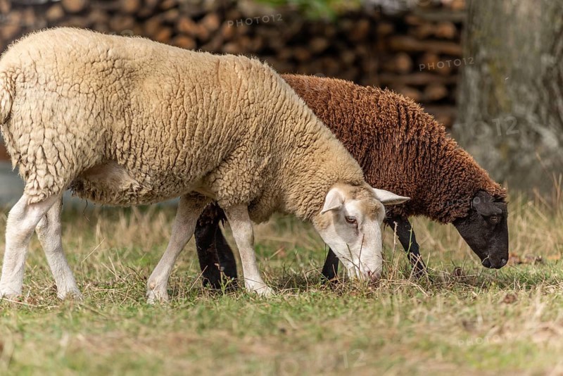 Een wit schaap staat rustig in een veld, terwijl een bruin schaap onder het witte schaap in het grass aan het grazen is. Bas Rhin, Alsace, France