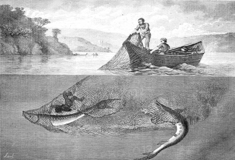 Fisherman catching sturgeon, Acipenser oxyrinchus, with a net, Historical, Reproduction from a model with a scene from the 19th century