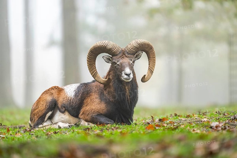 European mouflon (Ovis aries musimon) ram (male) lying in a forest in autumn, Bavaria, Germany