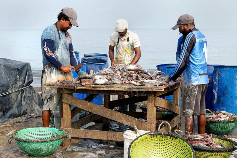 Fishermen cleaning and preparing fish for the market, Negombo, Sri Lanka