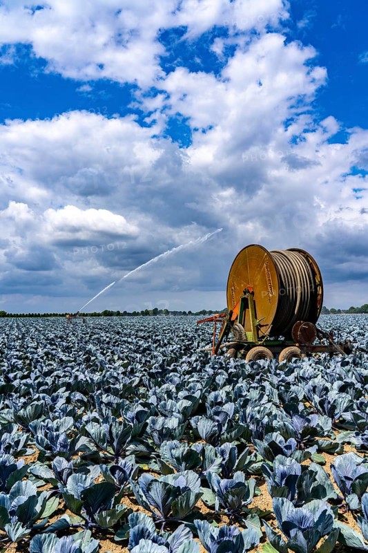 Agriculture, artificial irrigation of a field, irrigation system, cabbage cultivation, red cabbage, near Kempen on the Lower Rhine, North Rhine-Westphalia, Germany