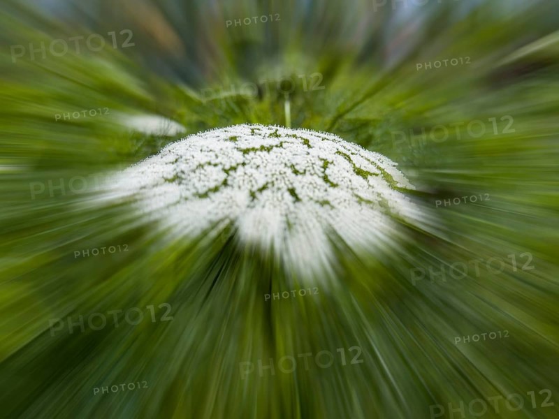 Bishop's weed, small cartilaginous carrot, toothpick cartilaginous carrot, toothpick herb, toothpick ammei (Visnaga daucoides), zoom effect