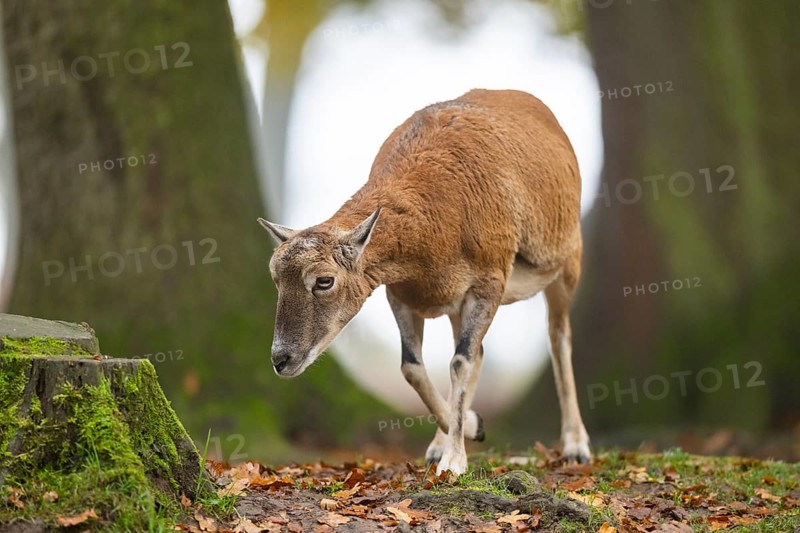 European mouflon (Ovis aries musimon) sheep (female) walking in a forest in autumn, Bavaria, Germany