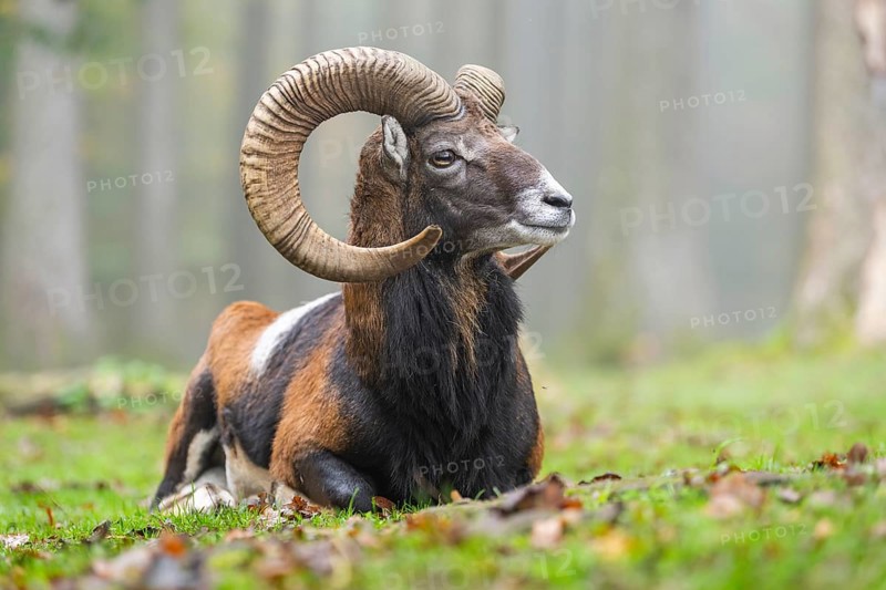 European mouflon (Ovis aries musimon) ram (male) lying in a forest in autumn, Bavaria, Germany