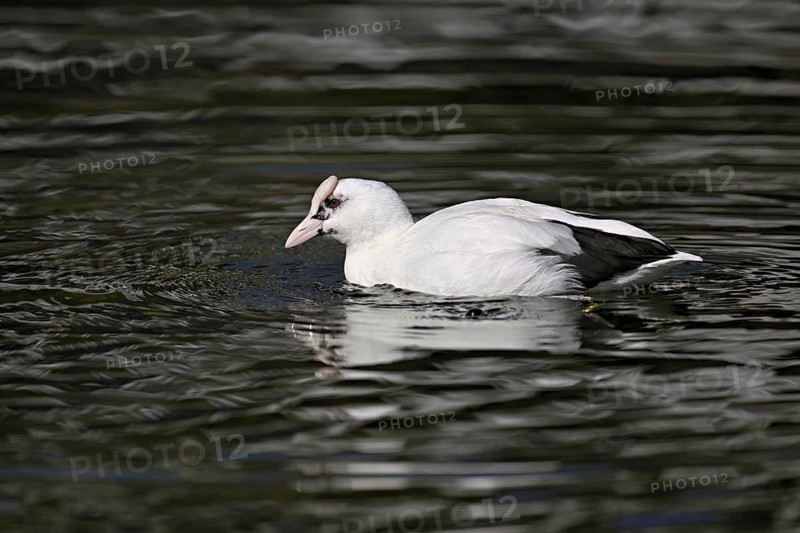 Eurasian Coot (Fulica atra), leucistic, partly albino, swimming, Lake Zug, Switzerland
