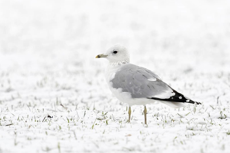 Mew Gull (Larus canus) in winter inland, sitting, resting on snow-covered farmland, white bird on white background, probably young bird in second winter, native nature, Lower Rhine, Rhineland, North Rhine-Westphalia, Germany, Western Europe