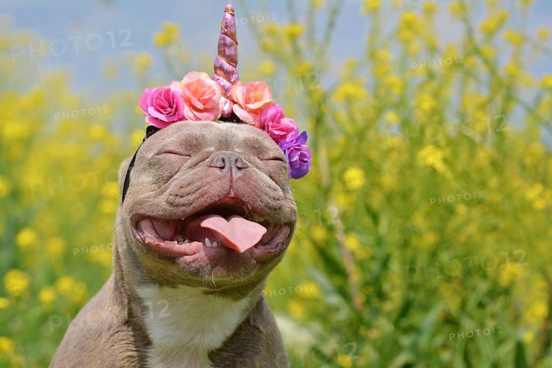 Funny French Bulldog dog with closed eyes and pink unicorn headband and tongue sticking out in front of blurry yellow flowers