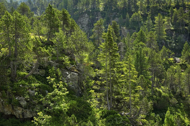 Old Swiss stone pines on the Susten Pass, Canton of Bern, Switzerland
