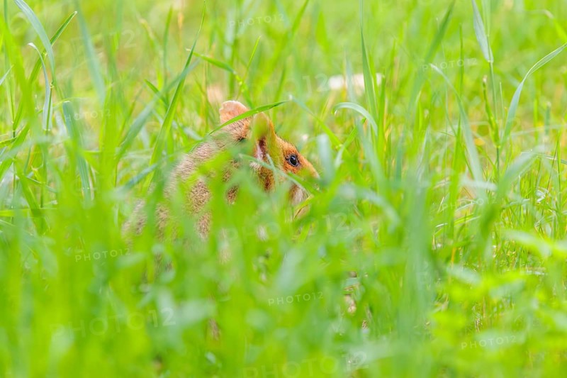 A European hamster (Cricetus cricetus) collects herbs, grass and daisies in a fresh green meadow