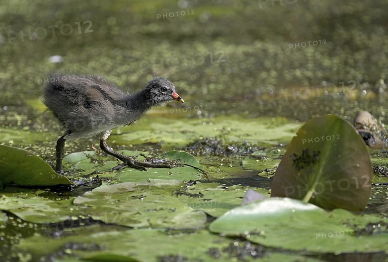 Green-footed moorhen (Gallinula chloropus), chick running over water plants, Lower Rhine, North Rhine-Westphalia, Germany