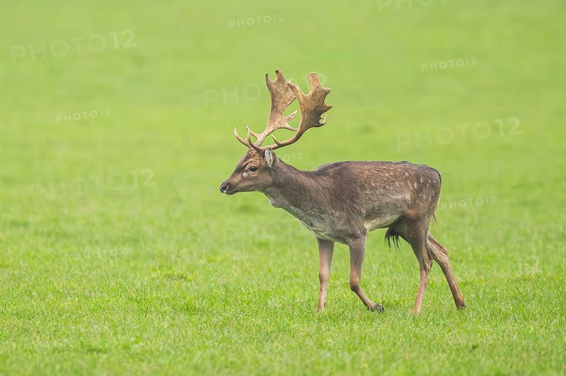 European fallow deer (dama dama) buck on a meadow in autumn, Bavaria, Germany