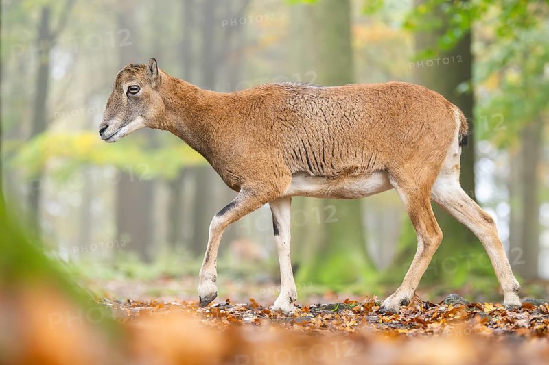 European mouflon (Ovis aries musimon) sheep (female) walking in a forest in autumn, Bavaria, Germany
