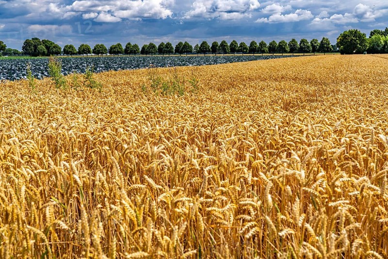 Agriculture, fields, wheat on the right, cabbage cultivation on the left, red cabbage, near Kempen on the Lower Rhine, North Rhine-Westphalia, Germany