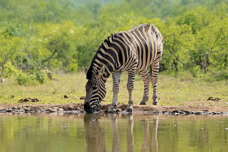 Burchell's zebra (Equus quagga burchelli), Burchell's zebra, adult, at the water, waterhole, drinking, Kruger, Kruger National Park, South Africa