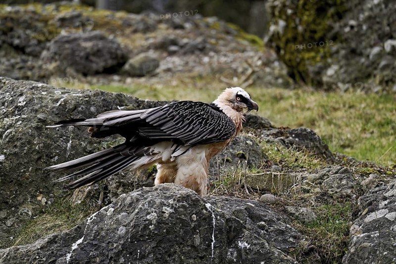 Bearded vulture or lammergeier (Gypaetus barbatus), standing on rock, captive, Canton Schwyz, Switzerland