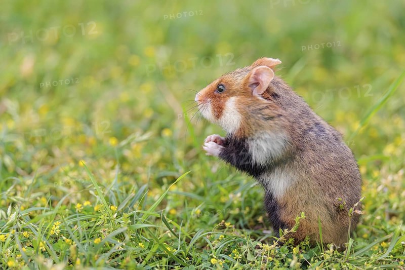 A European hamster (Cricetus cricetus) cleans its snout in a green meadow on a cloudy day