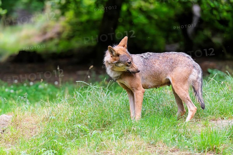 A female gray wolf (Canis lupus lupus) stands on the edge of the forest on a cloudy day catching flies from its shoulder