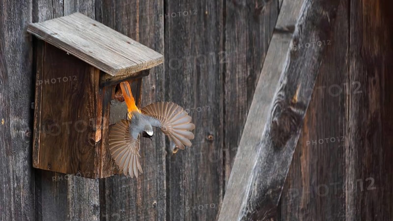 A redstart (Phoenicurus phoenicurus) male takes off from the entrance of a birdhouse, animal photo, bird, bird species, nature photo, wildlife, fauna, Morter, Latsch, Italy