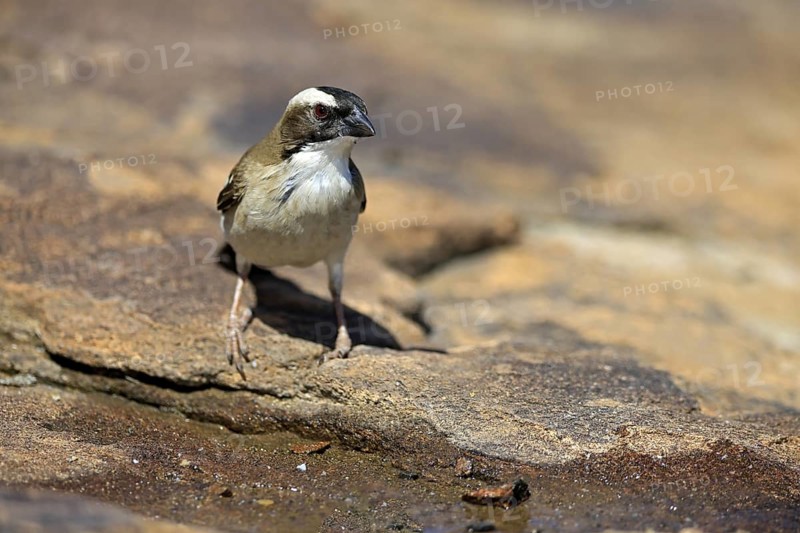 White-browed Weaver (Plocepasser mahali), adult male, on the ground, alert, Mountain Zebra National Park, Eastern Cape, South Africa